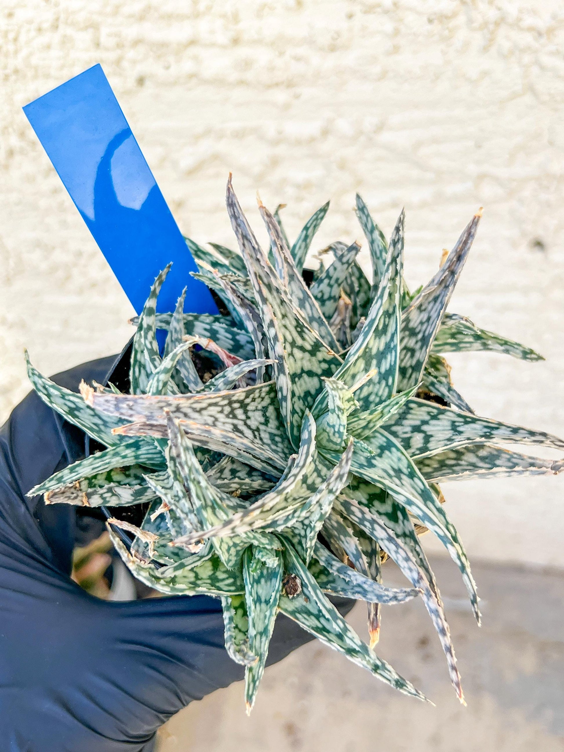 Aloe Star Blizzard | Rare aloe plant | Rare succulent | 3.5" Planter