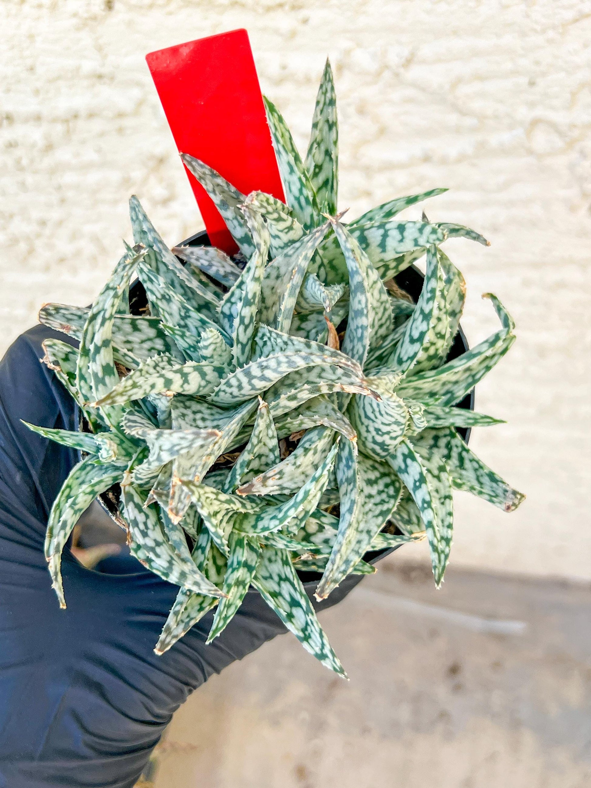 Aloe Star Blizzard | Rare aloe plant | Rare succulent | 3.5" Planter
