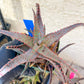 Aloe AJR Hybrid | Rare aloe plant | Rare succulent | 3.5" Planter