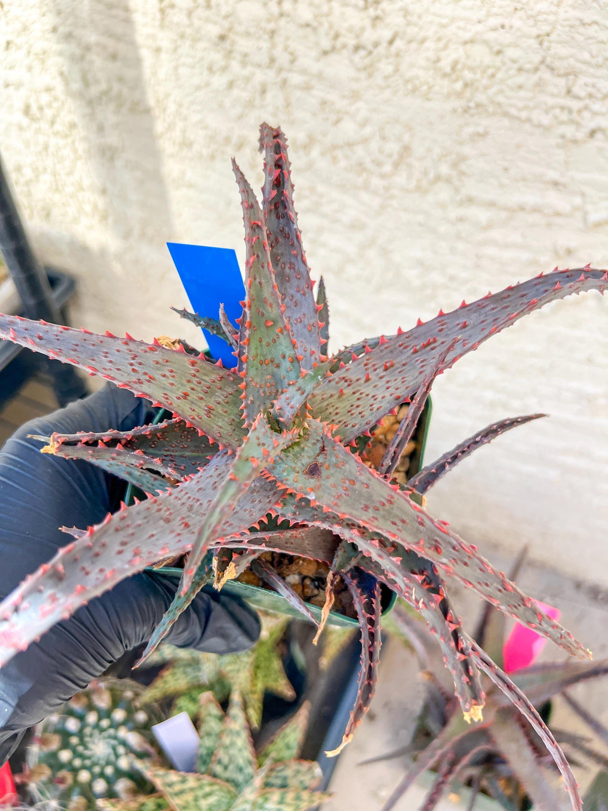 Aloe AJR Hybrid | Rare aloe plant | Rare succulent | 3.5" Planter