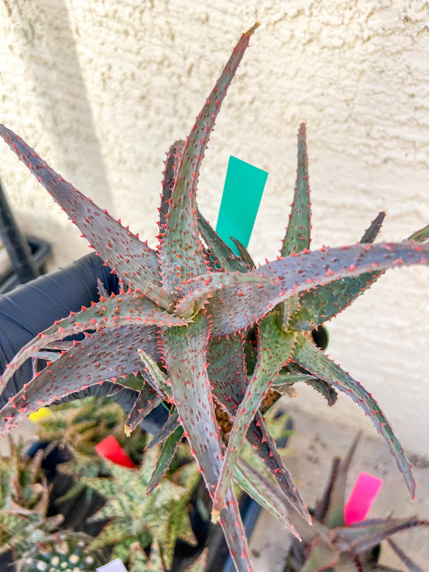 Aloe AJR Hybrid | Rare aloe plant | Rare succulent | 3.5" Planter