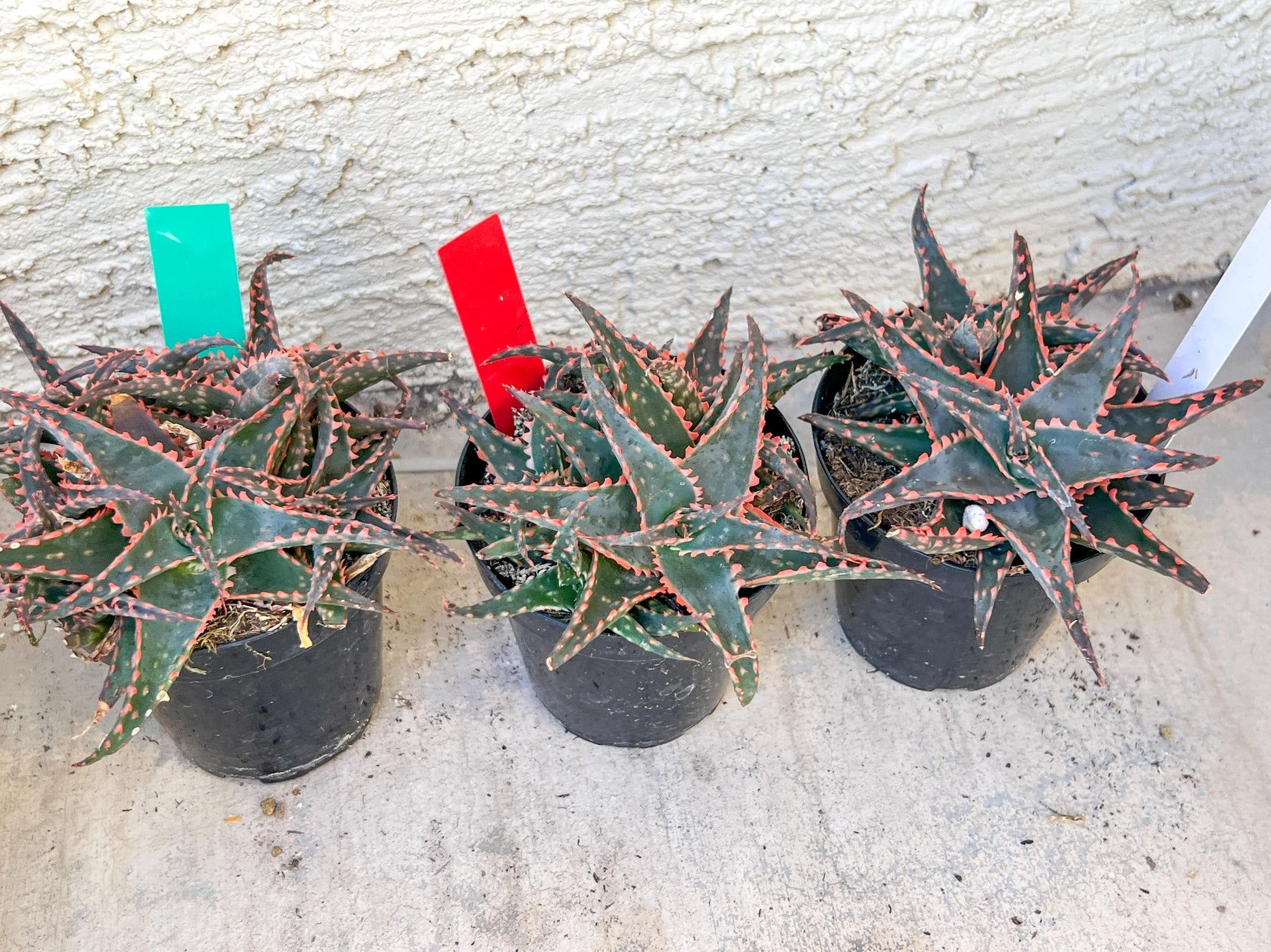 Aloe Christmas Sleigh | Rare aloe plant | Rare succulent | 3.5" Planter