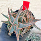 Aloe Christmas Sleigh | Rare aloe plant | Rare succulent | 3.5" Planter