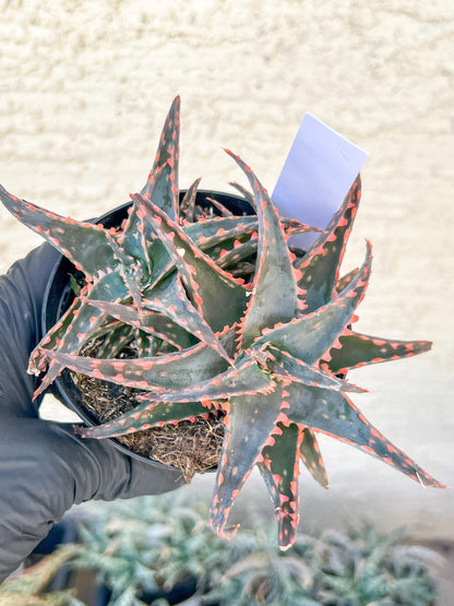 Aloe Christmas Sleigh | Rare aloe plant | Rare succulent | 3.5" Planter