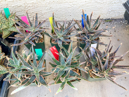 Rare - Aloe Purple Haze | Indoor Succulents | 3.5" Planter