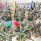 Rare - Aloe Purple Haze | Indoor Succulents | 3.5" Planter
