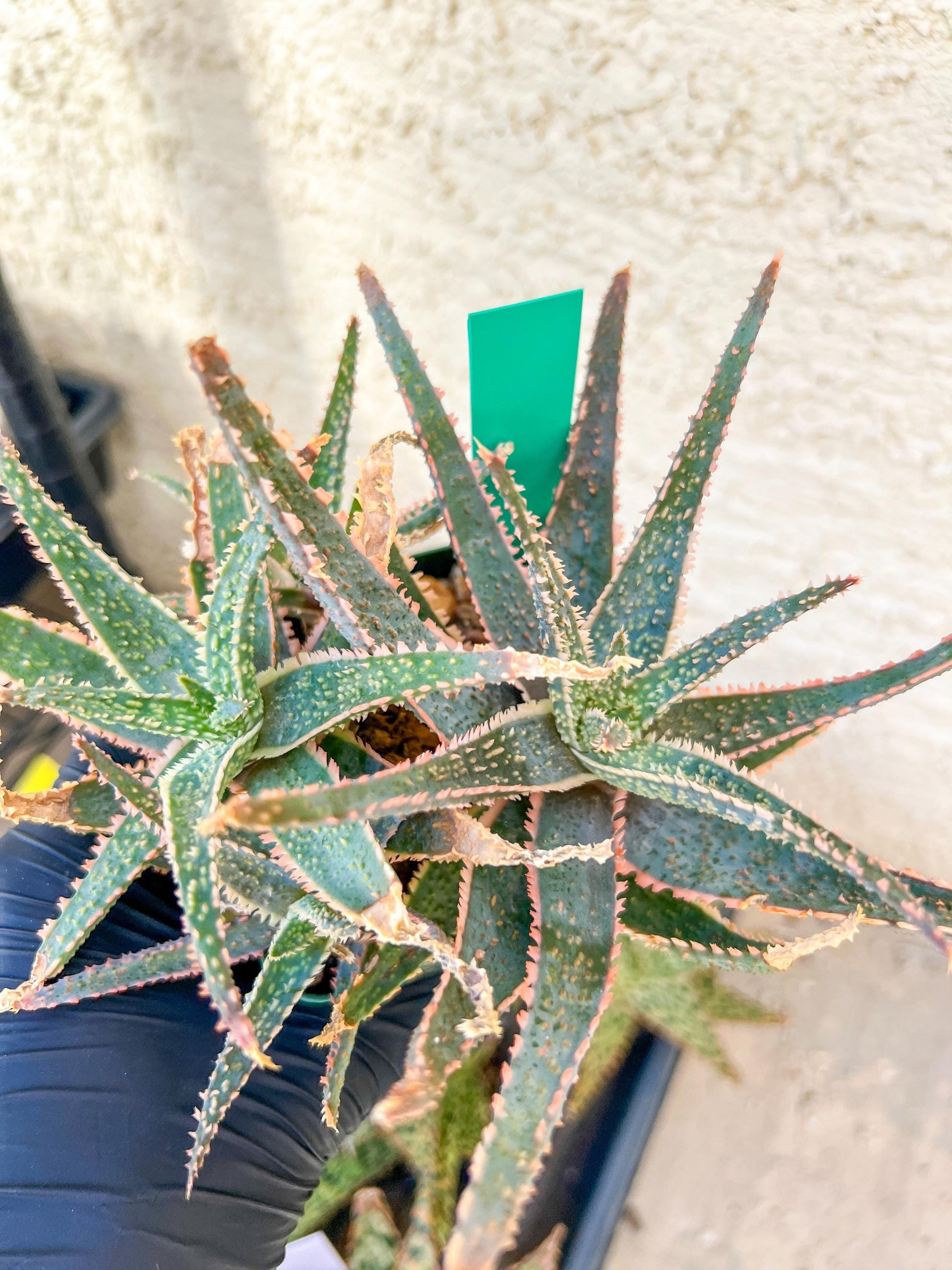 Rare - Aloe Purple Haze | Indoor Succulents | 3.5" Planter