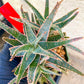 Rare - Aloe Purple Haze | Indoor Succulents | 3.5" Planter