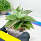 Sansevieria Ice Thorn (#A1) | Imported Plants | Rare Hybrid Species