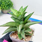 Sansevieria Ice Thorn (#A1) | Imported Plants | Rare Hybrid Species