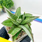 Sansevieria Ice Thorn (#A1) | Imported Plants | Rare Hybrid Species