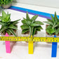 Sansevieria Ice Thorn (#A1) | Imported Plants | Rare Hybrid Species
