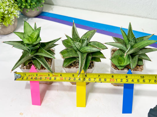 Sansevieria Ice Thorn (#A1) | Imported Plants | Rare Hybrid Species