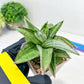 Sansevieria Ice Thorn (#A1) | Imported Plants | Rare Hybrid Species