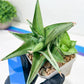 Sansevieria Ice Thorn (#A1) | Imported Plants | Rare Hybrid Species