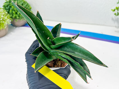 Sansevieria Adaman (#A1) | Imported Plants | Rare Hybrid Species