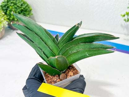 Sansevieria Adaman (#A1) | Imported Plants | Rare Hybrid Species