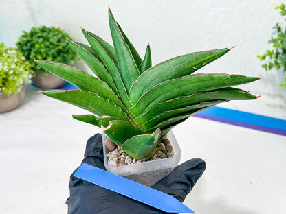 Sansevieria Adaman (#A1) | Imported Plants | Rare Hybrid Species