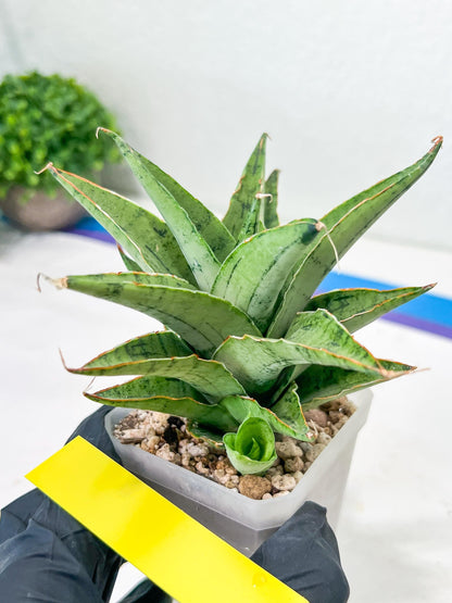 Sansevieria Snow Flake (#A1) | Imported Plants | Rare Hybrid Species