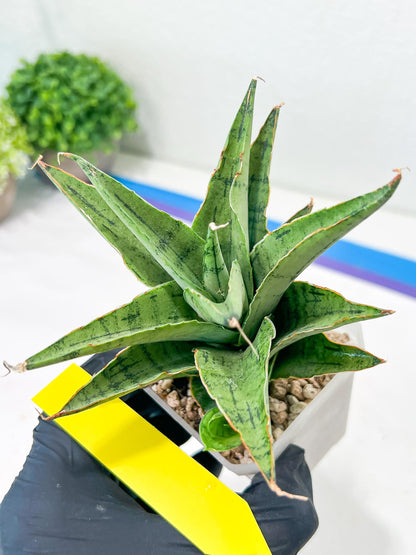 Sansevieria Snow Flake (#A1) | Imported Plants | Rare Hybrid Species