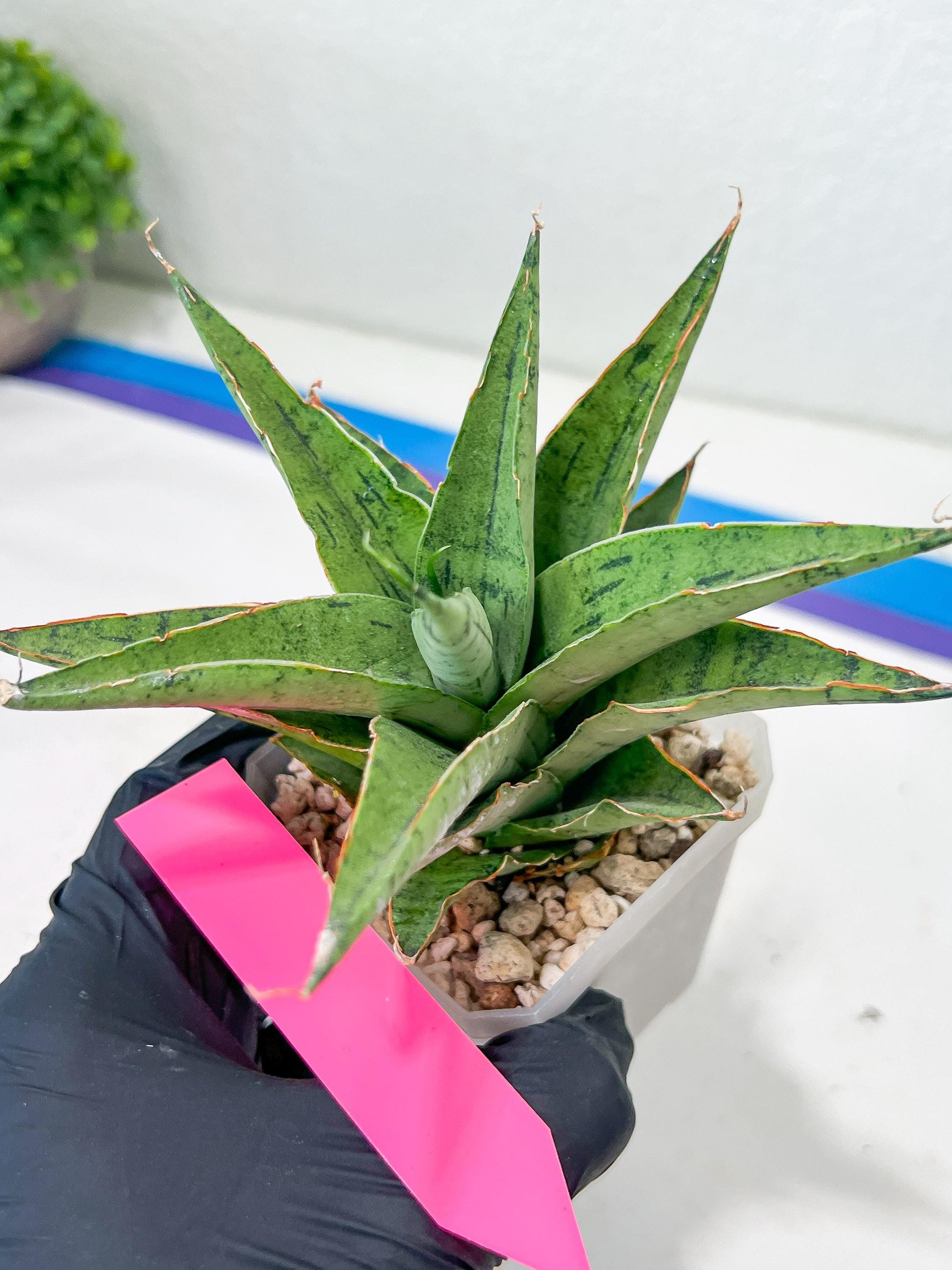 Sansevieria Snow Flake (#A1) | Reveal a Hidden Botanical Gem