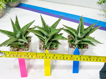 Sansevieria Snow Flake (#A1) | Imported Plants | Rare Hybrid Species