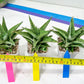 Sansevieria Snow Flake (#A1) | Imported Plants | Rare Hybrid Species