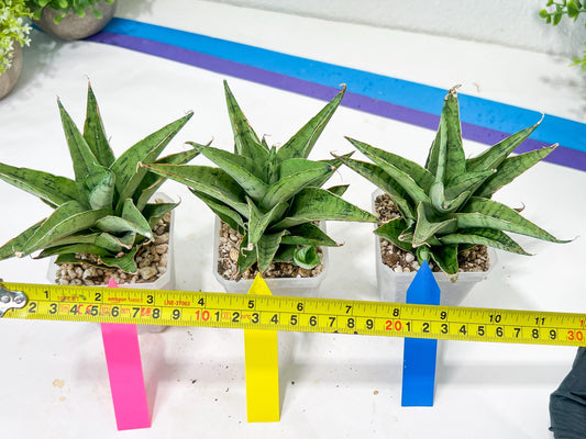 Sansevieria Snow Flake (#A1) | Imported Plants | Rare Hybrid Species