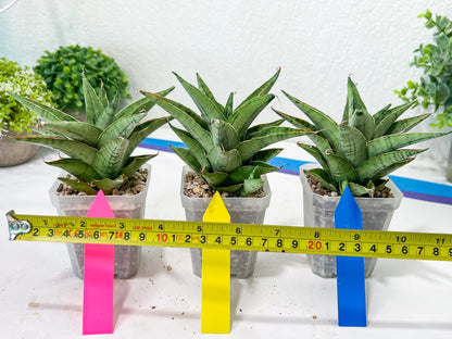 Sansevieria Snow Flake (#A1) | Imported Plants | Rare Hybrid Species
