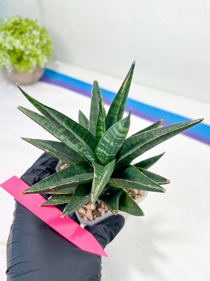 Sansevieria Manny Pacquiao (#RA25) | Imported Plants | Rare Hybrid Species