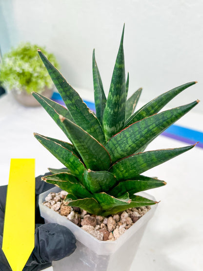 Sansevieria Manny Pacquiao (#RA25) | Imported Plants | Rare Hybrid Species