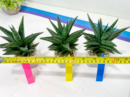 Sansevieria Manny Pacquiao (#RA25) | Imported Plants | Rare Hybrid Species