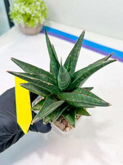 Sansevieria Manny Pacquiao (#RA25) | Imported Plants | Rare Hybrid Species