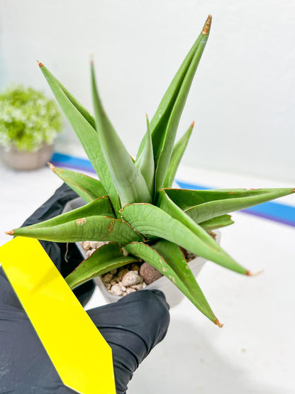 Sansevieria Milano (#A7) | Imported Plants | Rare Hybrid Species