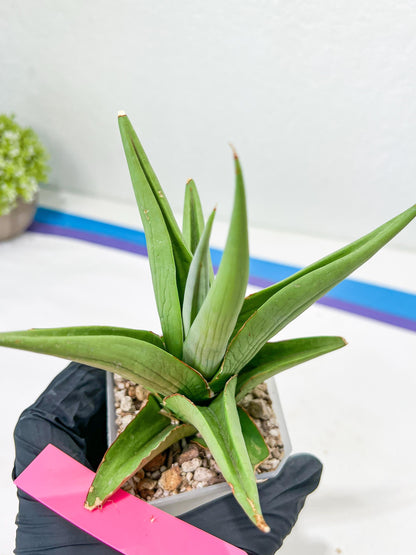Sansevieria Milano (#A7) | Imported Plants | Rare Hybrid Species