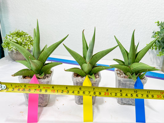 Sanseviera Milano (#A7) | Imported Plants | Rare Hybrid Species