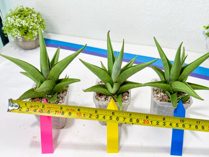 Sansevieria Milano (#A7) | Imported Plants | Rare Hybrid Species