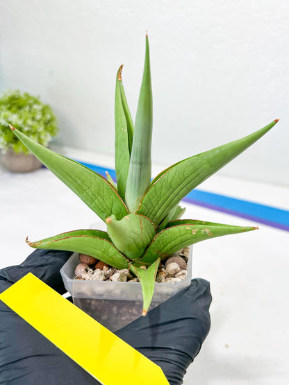Sansevieria Milano (#A7) | Imported Plants | Rare Hybrid Species