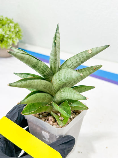 Sansevieria Soda (#A3) | Imported Plants | Rare Hybrid Species