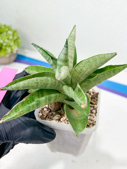 Sansevieria Soda (#A3) | Imported Plants | Rare Hybrid Species