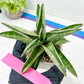 Sansevieria Soda (#A3) | Imported Plants | Rare Hybrid Species