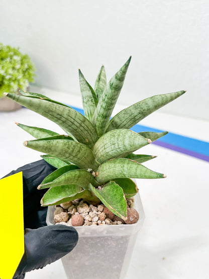 Sansevieria Soda (#A3) | Imported Plants | Rare Hybrid Species