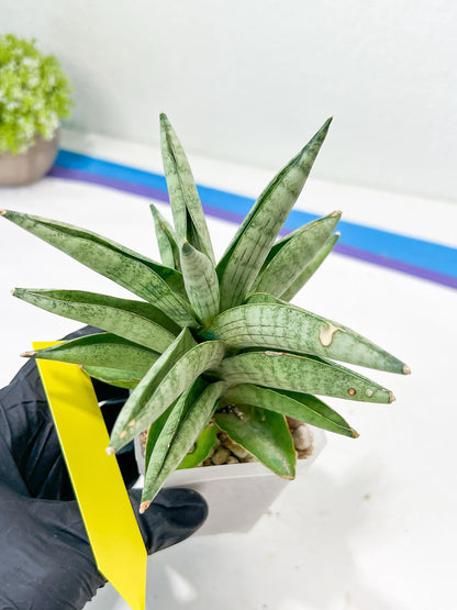 Sansevieria Soda (#A3) | Imported Plants | Rare Hybrid Species