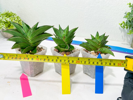 Sansevieria Emerald Wing (#2) | Imported Plants | Rare Hybrid Species