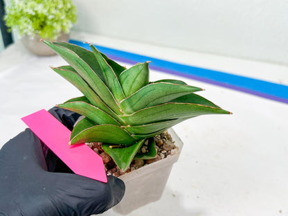 Sansevieria Emerald Wing (#2) | Imported Plants | Rare Hybrid Species