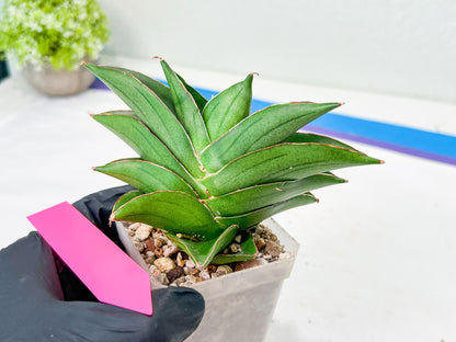Sansevieria Emerald Wing (#2) | Imported Plants | Rare Hybrid Species