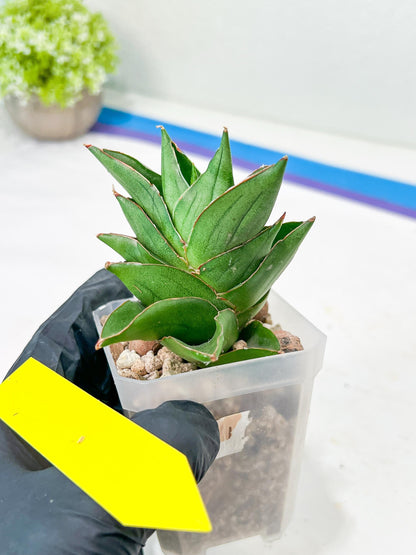 Sansevieria Emerald Wing (#2) | Imported Plants | Rare Hybrid Species