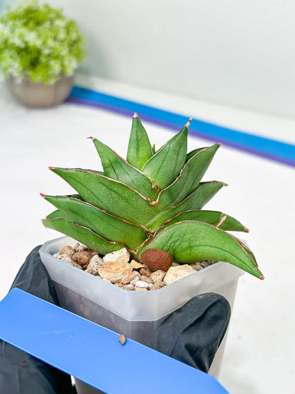 Sansevieria Emerald Wing (#2) | Imported Plants | Rare Hybrid Species