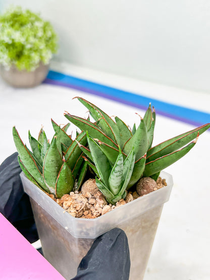 Sansevieria Baby Yoda (#) | Imported Plants | Rare Hybrid Species