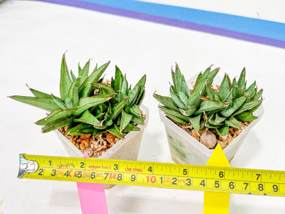 Sansevieria Baby Yoda (#) | Imported Plants | Rare Hybrid Species